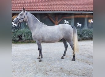 Lipizzaner, Gelding, 4 years, 15,2 hh, Gray