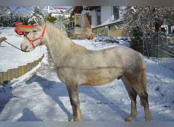 Lipizzaner, Gelding, 4 years, 15,2 hh, Gray