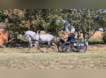 Lipizzaner, Gelding, 4 years, 15.2 hh, Grey