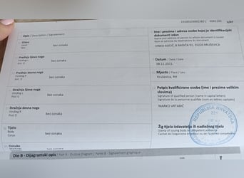 Lipizzaner, Gelding, 4 years, 15.3 hh, Can be white Lipizzaner, Gelding, 4 years, 15.3 hh, Can be white