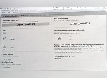 Lipizzaner, Gelding, 4 years, 15.3 hh, Can be white Lipizzaner, Gelding, 4 years, 15.3 hh, Can be white