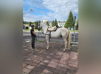 Lipizzaner, Gelding, 4 years, 15.3 hh, Gray