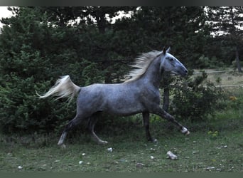 Lipizzaner, Gelding, 4 years, 15 hh, Gray