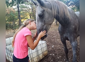 Lipizzaner, Gelding, 4 years, 15 hh, Gray