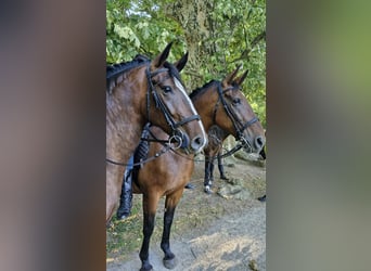 Lipizzaner, Gelding, 4 years, 15,1 hh, Bay