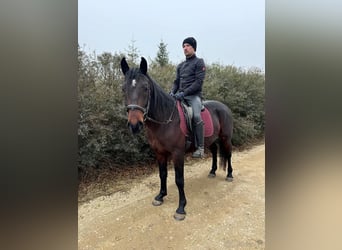 Lipizzaner, Gelding, 4 years, 15,1 hh, Brown