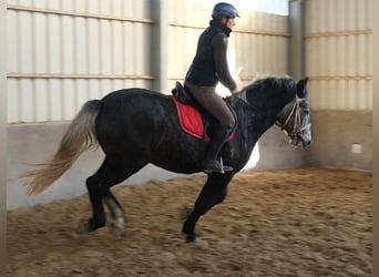 Lipizzaner, Gelding, 4 years, 15,2 hh, Grey-Dark-Tan