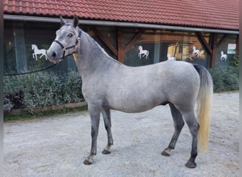 Lipizzaner, Gelding, 4 years, 15,2 hh, Grey