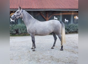 Lipizzaner, Gelding, 4 years, 15,2 hh, Grey