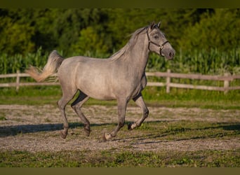 Lipizzaner, Gelding, 4 years, 15,2 hh, Grey