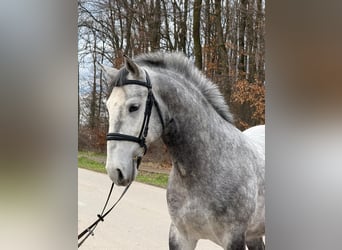 Lipizzaner, Gelding, 4 years, 15,2 hh, Grey