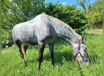 Lipizzaner, Gelding, 4 years, 15,3 hh, Can be white