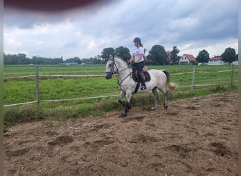 Lipizzaner, Wallach, 4 Jahre, 16 hh, Schimmel