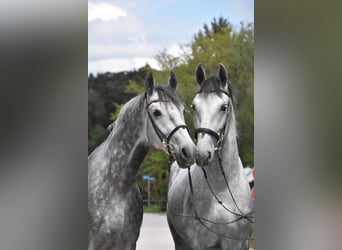 Lipizzaner, Gelding, 4 years, 16 hh, Grey-Dapple