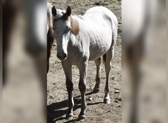 Lipizzaner, Gelding, 4 years, White