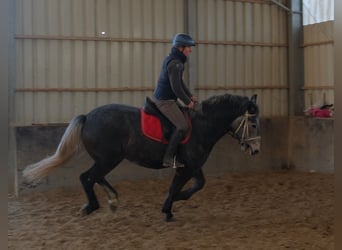 Lipizzaner, Gelding, 5 years, 15.2 hh, Grey-Dark-Tan