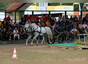 Lipizzaner, Wallach, 5 Jahre, 15,3 hh, Schimmel