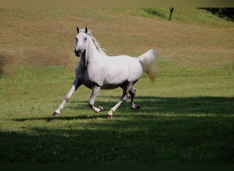 Lipizzaner, Wallach, 5 Jahre, 15,3 hh, Schimmel