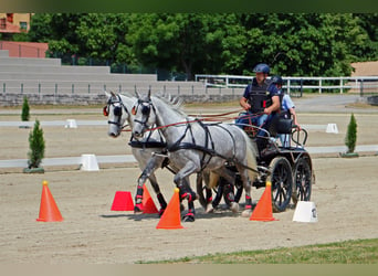 Lipizzaner, Wallach, 5 Jahre, 15,3 hh, Schimmel