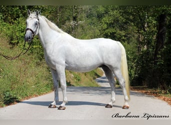 Lipizzaner, Wallach, 5 Jahre, 15,3 hh, Schimmel