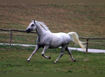 Lipizzaner, Wallach, 5 Jahre, 15,3 hh, Schimmel