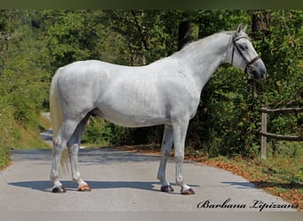 Lipizzaner, Wallach, 5 Jahre, 15,3 hh, Schimmel