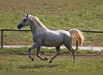 Lipizzaner, Wallach, 5 Jahre, 15,3 hh, Schimmel