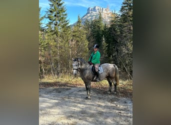 Lipizzaner, Gelding, 6 years, 14,2 hh, Gray-Red-Tan