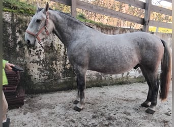 Lipizzaner, Gelding, 6 years, 14,2 hh, Gray-Red-Tan