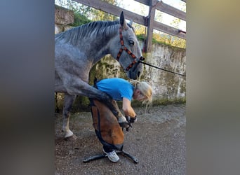 Lipizzaner, Gelding, 6 years, 14,2 hh, Gray-Red-Tan