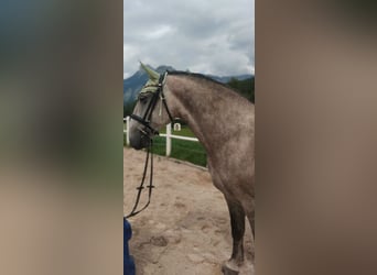 Lipizzaner, Gelding, 6 years, 14,2 hh, Gray-Red-Tan