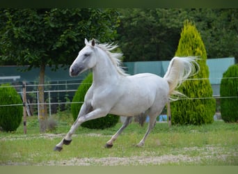 Lipizzaner, Gelding, 6 years, 14,1 hh, Grey