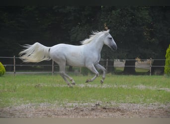 Lipizzaner, Gelding, 6 years, 14,1 hh, Grey