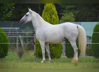 Lipizzaner, Gelding, 6 years, 14,1 hh, Grey