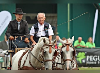 Lipizzaner, Gelding, 6 years, 14,1 hh, Grey