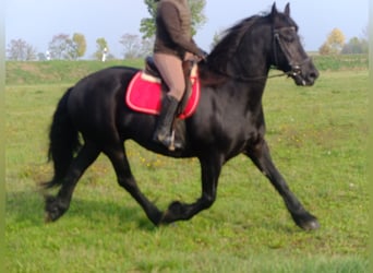 Lipizzaner Mix, Gelding, 6 years, 15,2 hh, Gray-Dapple