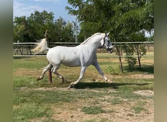 Lipizzaner Mix, Gelding, 7 years, 15.2 hh, White