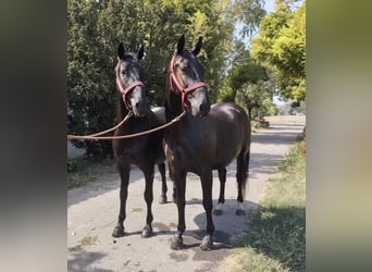 Lipizzaner, Gelding, 7 years, 15,2 hh, Bay-Dark