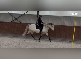 Lipizzaner, Gelding, 7 years, 16.2 hh, Grey