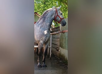 Lipizzaner, Gelding, 7 years, 16 hh, Grey