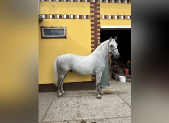 Lipizzaner, Gelding, 7 years, 16 hh, Grey