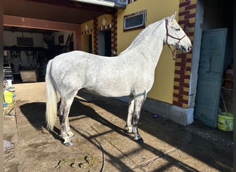 Lipizzaner, Gelding, 7 years, 16 hh, Grey