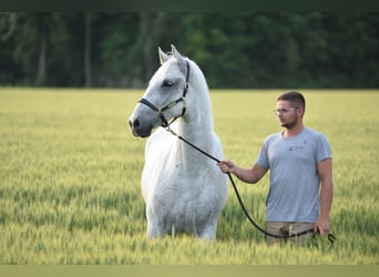 Lipizzaner, Gelding, 7 years, 16 hh, Grey