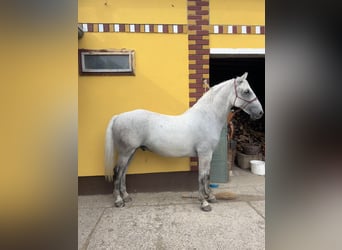 Lipizzaner, Gelding, 7 years, 16 hh, Grey