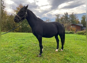 Lipizzaner, Gelding, 8 years, 15,2 hh, Black