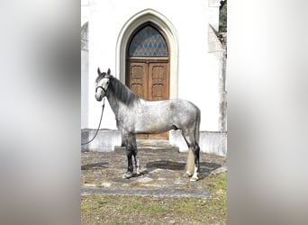 Lipizzaner, Gelding, 8 years, 15.2 hh