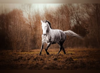Lipizzaner, Gelding, 8 years, 15.2 hh, Gray