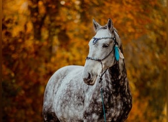 Lipizzaner, Gelding, 8 years, 15.2 hh, Gray