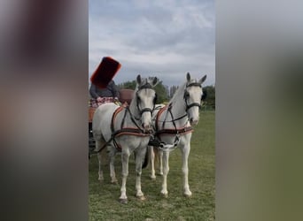 Lipizzaner, Gelding, 8 years, 15.2 hh, Grey