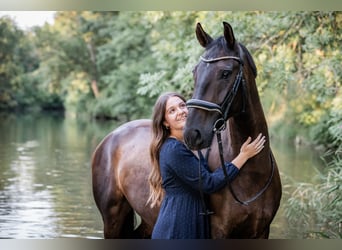 Lipizzaner Mix, Gelding, 8 years, 15.3 hh, Smoky-Black